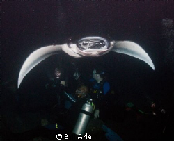 Night manta dive.  Big Island, Hawaii. by Bill Arle 